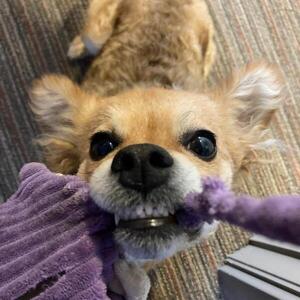 Fundraising Page: Amber Pericoli